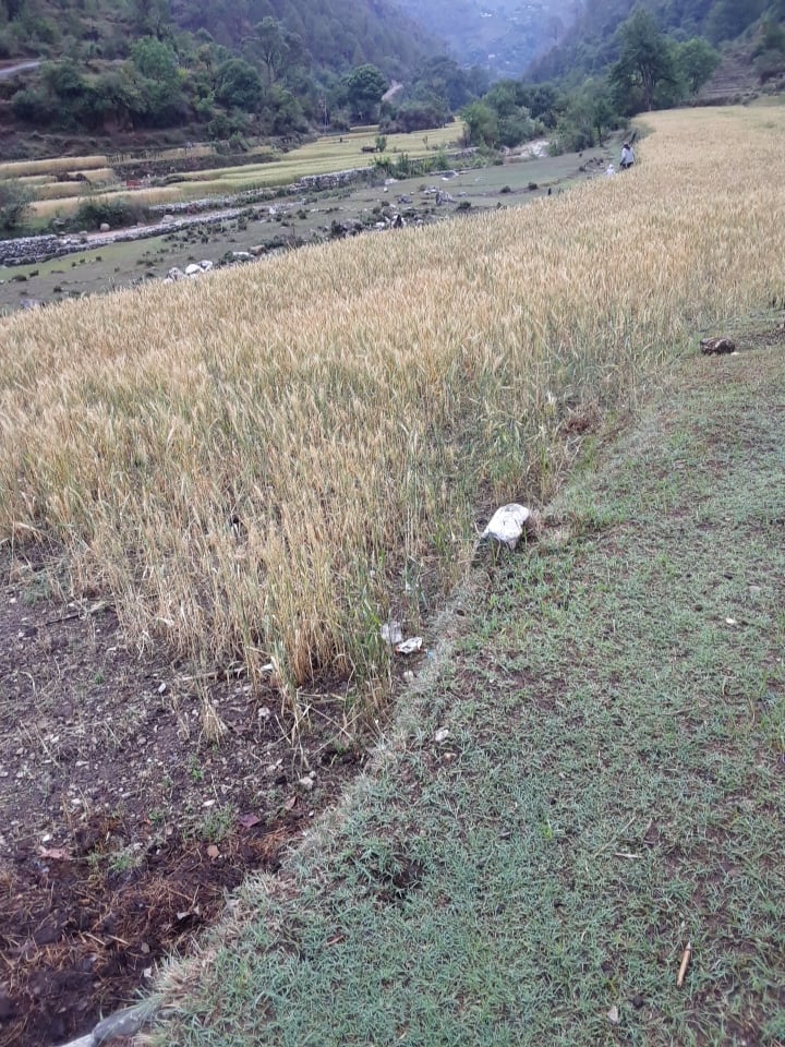 असिनाले गहुँबाली नष्ट भएपछि किसानहरु चिन्तित 